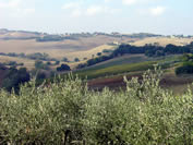 panorama Morro d'Alba